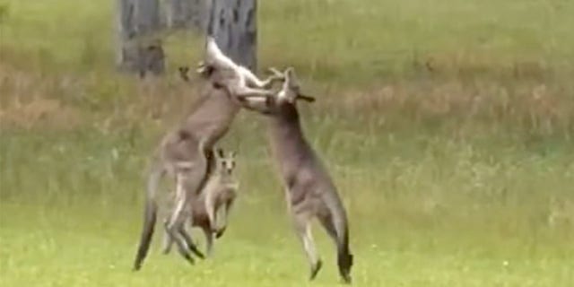 Two large and aggressive kangaroos attracted undue attention at a couple's wedding.