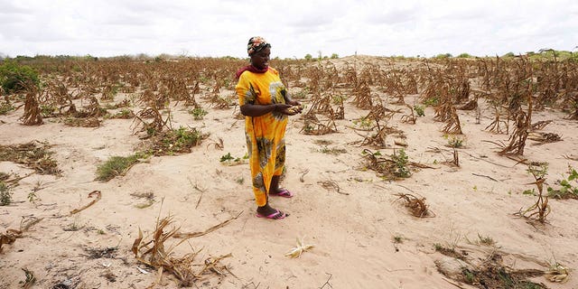10 million bags of maize will be imported to Kenya over the next six months. Pictured: Villager Caroline is seen in a withered maize crops field amid a historically devastating drought in Kidemu sub-location in Kilifi County, Kenya, March 23, 2022. 