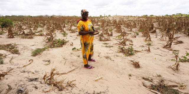 10 million bags of maize will be imported into Kenya over the next six months. Pictured: Villager Caroline is seen in a withered maize crop field amid a historically devastating drought in the Kidemu sub-location of Kilifi County, Kenya, on March 23, 2022.