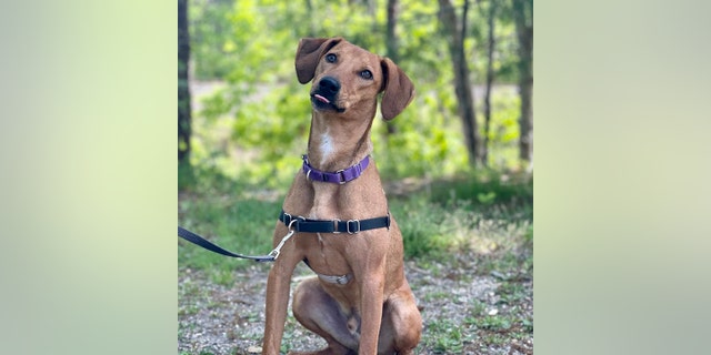 This one-year-old pup named Kit has a gorgeous, golden-colored coat. He is looking for his forever home and is awaiting adoption in New York. 