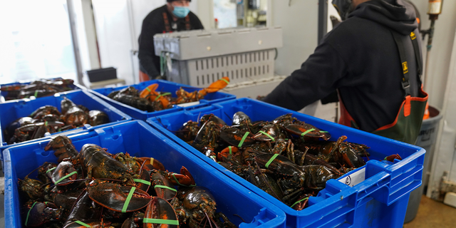 Workers carry containers with lobsters at The Lobster Co. in Arundel, Maine, on Jan. 24, 2022.