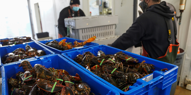 Workers carry containers with lobsters at The Lobster Co. in Arundel, Maine, in January 2022.