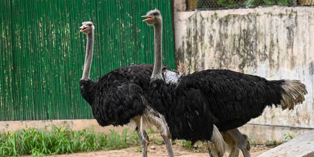 Ostriches on the way out of the city created a traffic hazard, the police said.