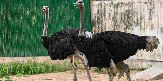 Traffic hazards were created by the ostriches on their way out of town, police said.