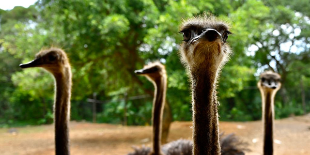 A passenger in a police car was recorded reaching out to grab the ostrich by the neck, but was unable to stop.  The animal falls to the ground briefly before running away.