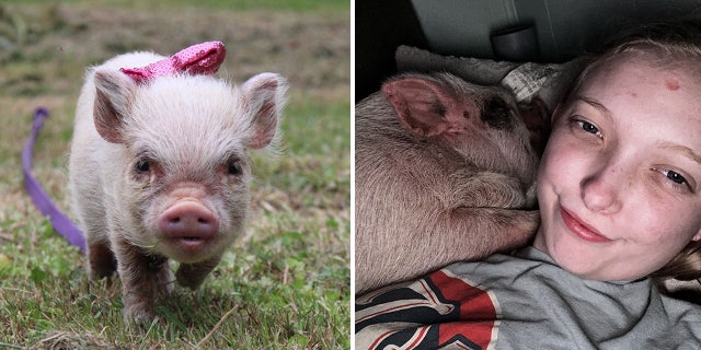 Alexis Waldron is a 23-year-old from Georgia who has a pet pig that loves to cuddle with her at night. 