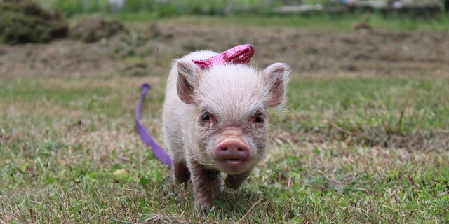 Petunia is trained to use a litter box — and spends her days running and grazing in the garden. 