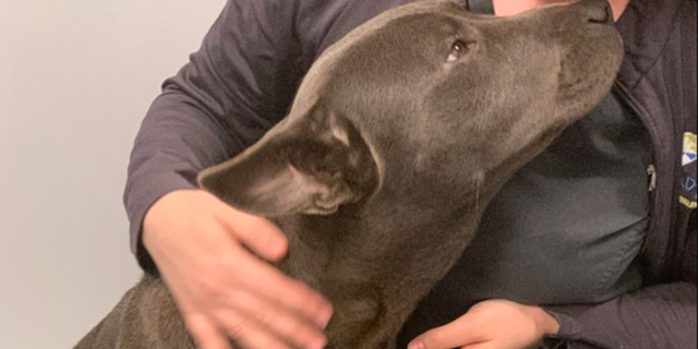 A pit bull mix was found on the side of a road in Georgia with a zip tie around its genitals and in excruciating pain.