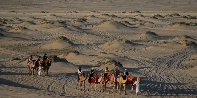 People ride camels in Mesaieed, Qatar, Nov. 26, 2022. Throngs of World Cup fans in Qatar looking for something to do between games are leaving Doha for a classic Gulf tourist experience: riding a camel in the desert. But the sudden rise in tourists is putting pressure on the animals, who have almost no time to rest between each ride.