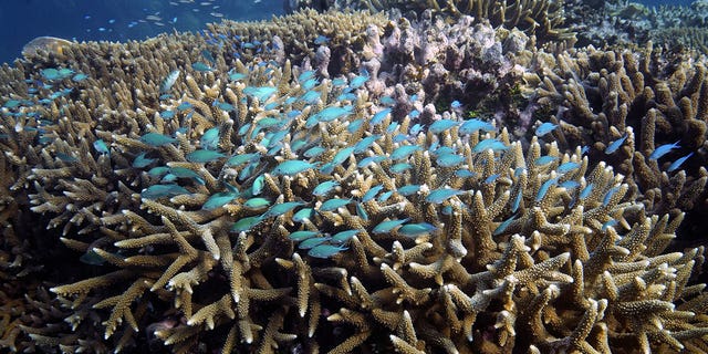 A school of fish swim above a coral reef off the coast of Queensland in eastern Australia on Nov. 13, 2022. 