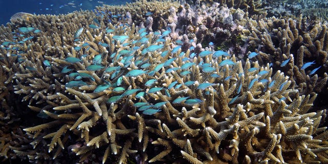 A school of fish swim above a coral reef off the coast of Queensland in eastern Australia on Nov. 13, 2022. 