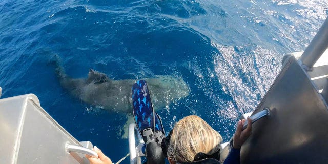 Ramsey quickly climbed back up into the boat and waited for Queen Nikki to leave the area.