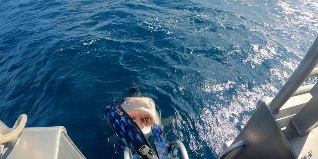 This tiger shark — known as Queen Nikki to divers and others in the area — came up out of the water toward Ramsey. 