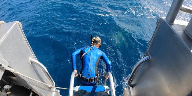 Marine scientist Ocean Ramsey was entering the water when she spotted Queen Nikki, a tiger shark known in the area, coming up quickly toward her. 