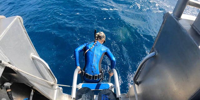 Marine scientist Ocean Ramsey was entering the water when she spotted Queen Nikki, a tiger shark known in the area, coming up quickly toward her. 