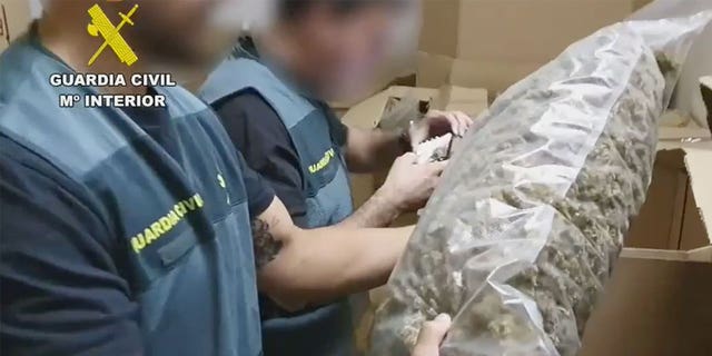 According to police, the Spanish Civil Guard has seized the largest shipment of cannabis ever found in a series of drug raids across the country. 