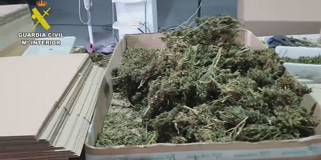 The Civil Guard has reached "30,530 kilos of buds, 20 kilos of pollen - all vacuum packed -, 21,600 plants in the drying phase and 231,200 packs of marijuana buds" in the last province.