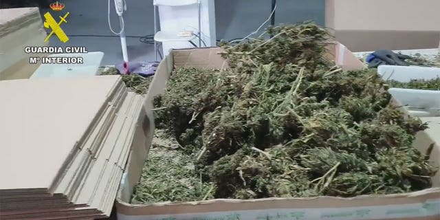 The Civil Guard has reached "30,530 kilos of buds, 20 kilos of pollen - all vacuum packed -, 21,600 plants in the drying phase and 231,200 packs of marijuana buds" in the last province.