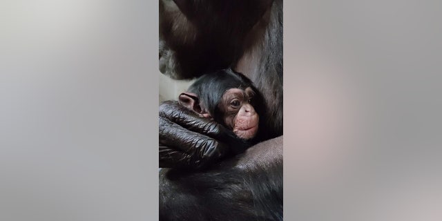 Mahale clutches baby Kucheza. The two were reunited after they were separated for two days post-delivery — and both are now healthy and happy, according to the Sedgwick County Zoo in Wichita, Kansas.