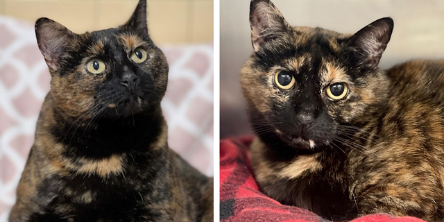 Luna, a three-year-old "tortie," is up for adoption at ARF in the Hamptons.