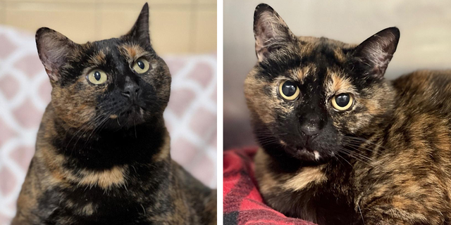 Luna, a three-year-old "tortie," is up for adoption at ARF in the Hamptons.