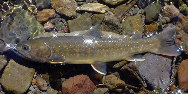 A bull trout seen in the Little Lost River in Idaho. 