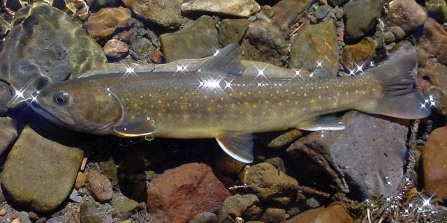 A bull trout seen in the Little Lost River in Idaho.