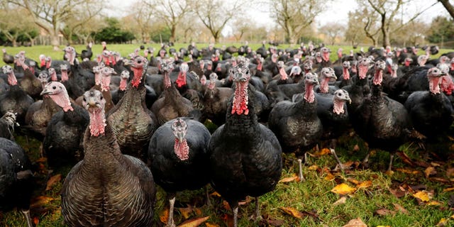 The U.K. will face a likely Christmas turkey shortage as over half of the commonwealth's free-range turkeys have been wiped out by rising avian flu cases.