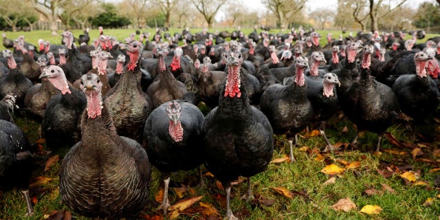 The U.K. will face a likely Christmas turkey shortage as over half of the commonwealth's free-range turkeys have been wiped out by rising avian flu cases.