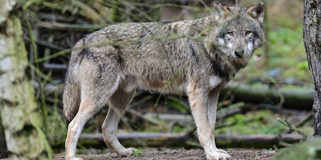 A wolf is seen in its enclosure in the Schorfheide Game Park of Germany.