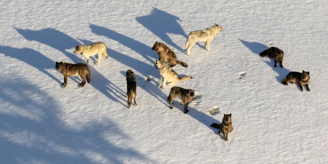 The Junction Butte wolf pack is seen in an aerial photo near Yellowstone National Park, Wyoming, on March 21, 2019.