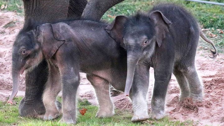 Rare elephant twins born in NY 🐘🐘