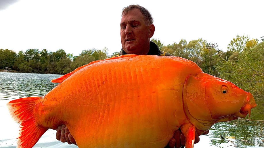 French lake giant fish
