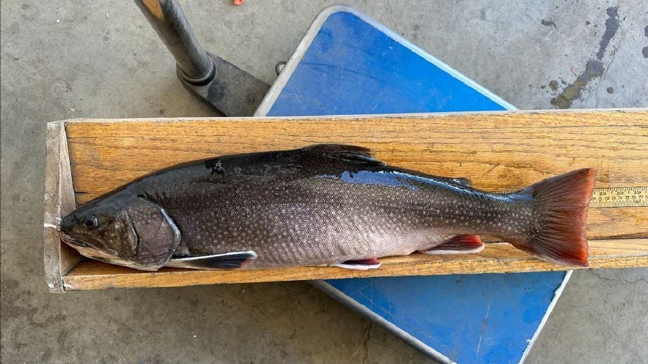 Matt Smiley's record brook trout measured in Colorado