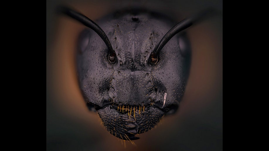 Photographer who shocked people with ant face pic shares more photos