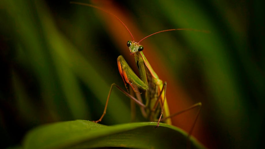 european mantis