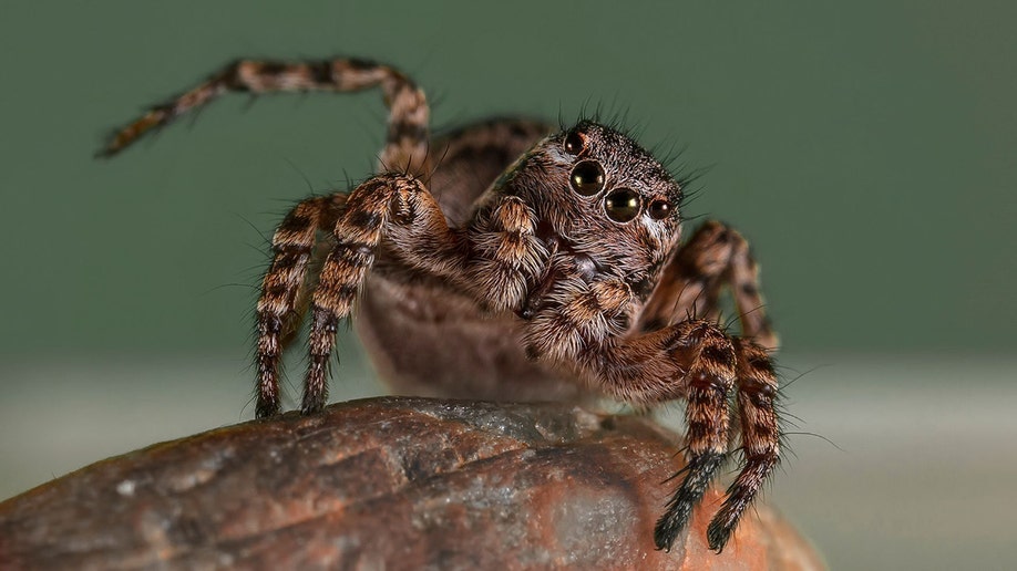 aelurillus spider