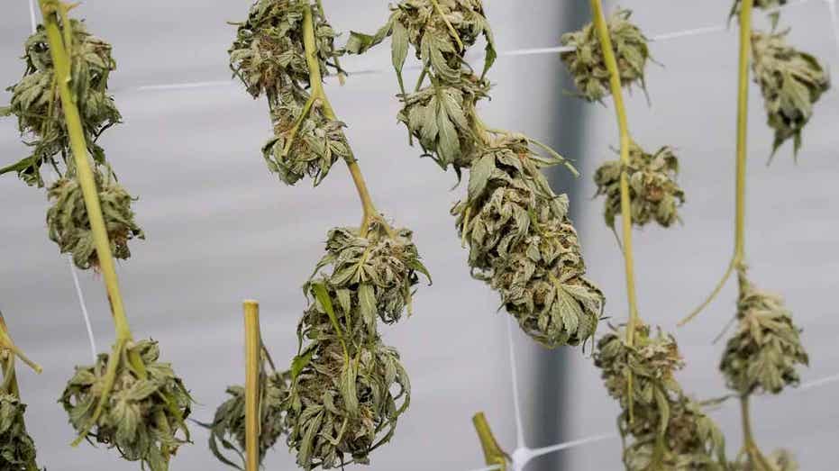Marijuana plants for the adult recreational market