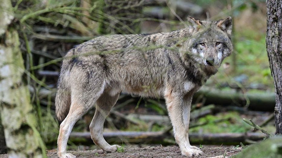 Dutch court rejects plan to control growing wolf population with paintball guns