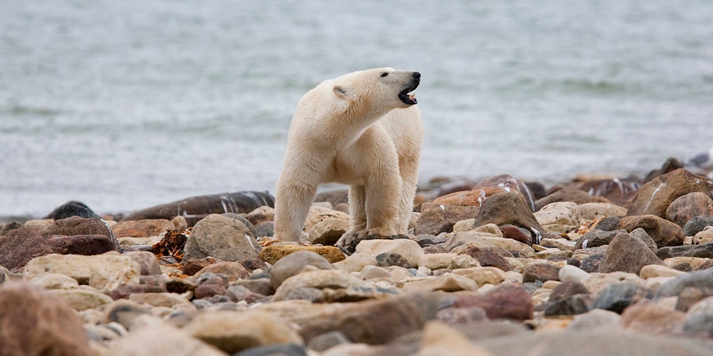 Woman, young boy killed by polar bear in remote Alaska village - Vimarsana News
