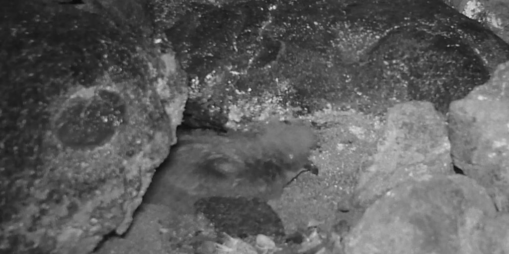 Endangered seabird at Hawaii Volcanoes National Park caught on camera for first time - Vimarsana News