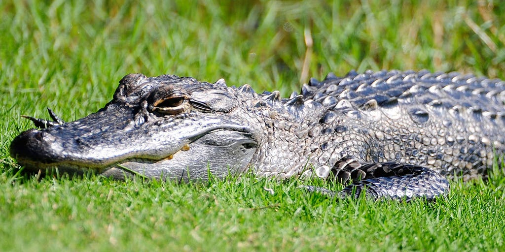 Thousands of Florida's 'nuisance alligators' are killed each year - Vimarsana News