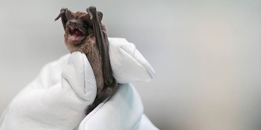 Hundreds of bats underneath Houston bridge lose grip, plunge to ground amid freezing temperatures - Vimarsana News