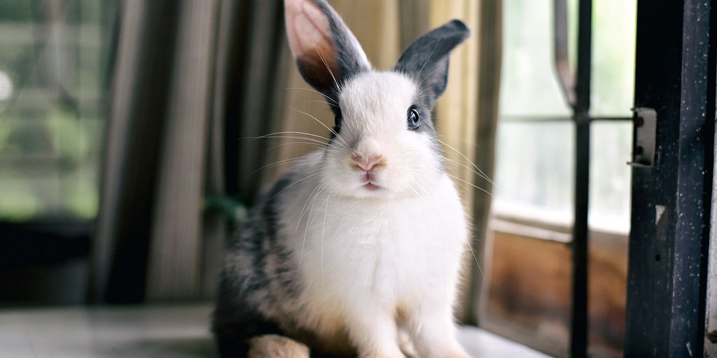 Biden and his team killed my plan to end animal tests and save bunnies - Vimarsana News