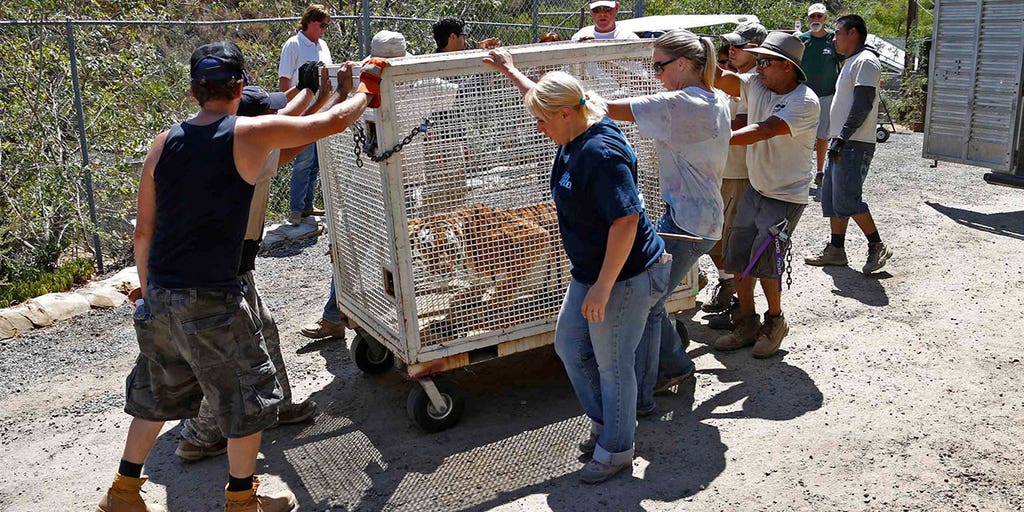 Last of CA wildlife sanctuary's orphaned and abused animals finally gets relocated - Vimarsana News