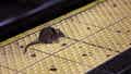A rat crosses a Times Square subway platform. New York City health officials have issued a warning about the increase in transmitted bacterial illness spread by rat urine.