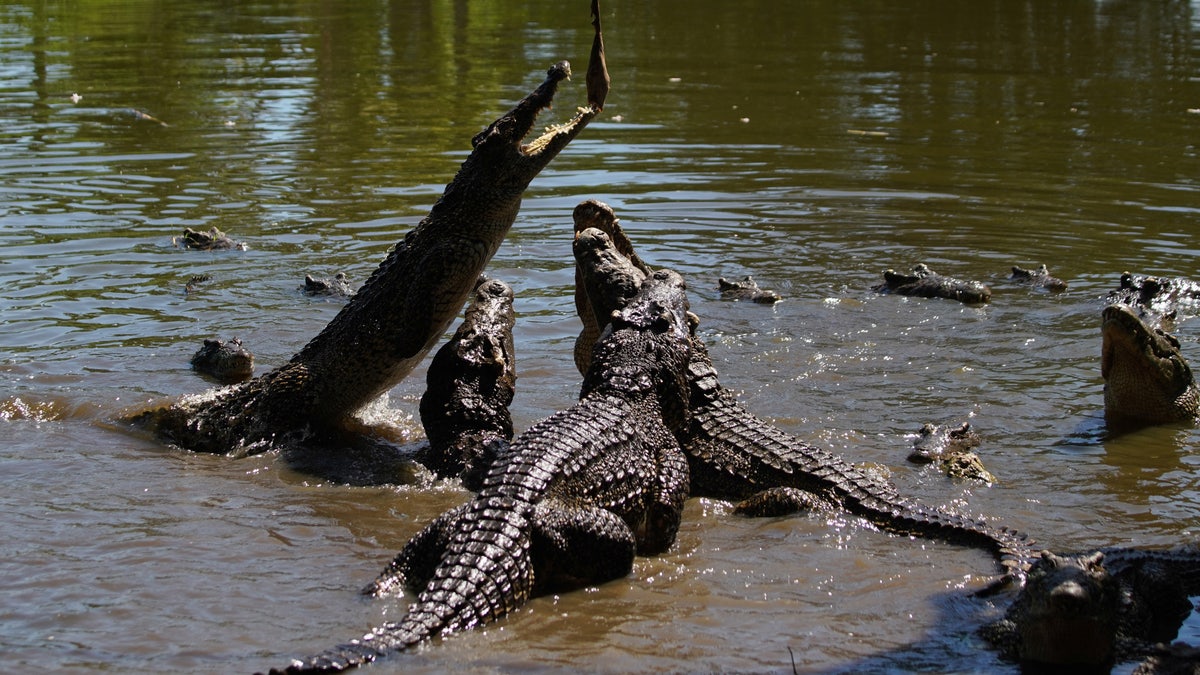 Cuban crocodiles