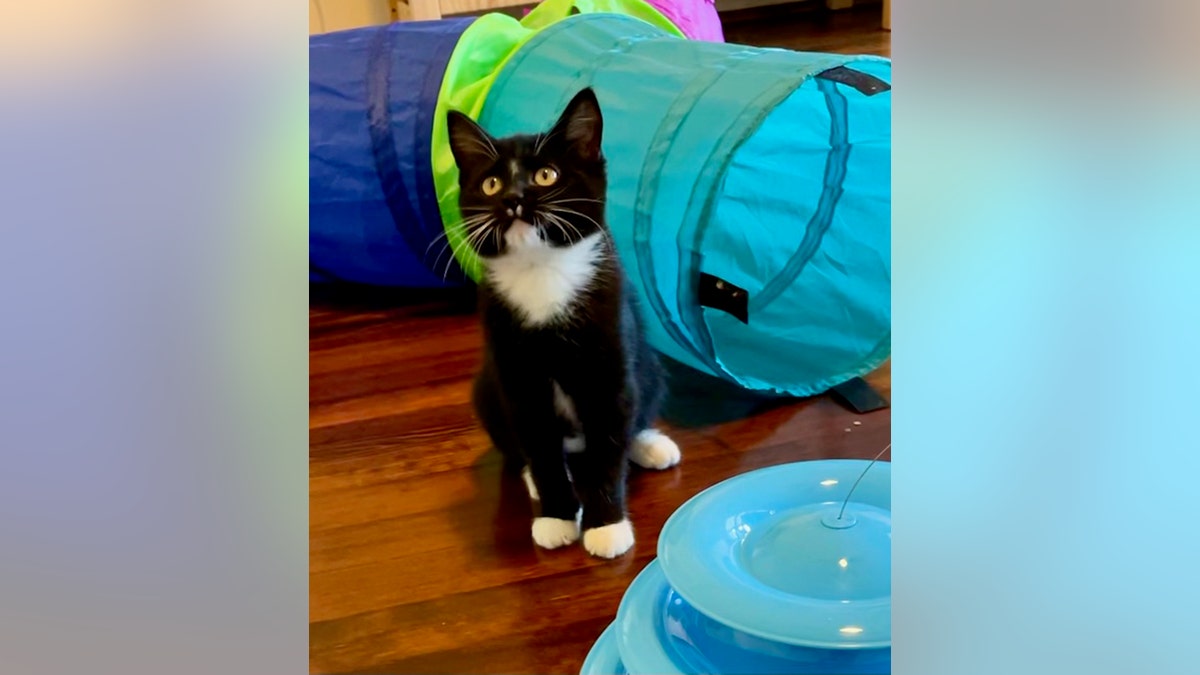 tuxedo kitten