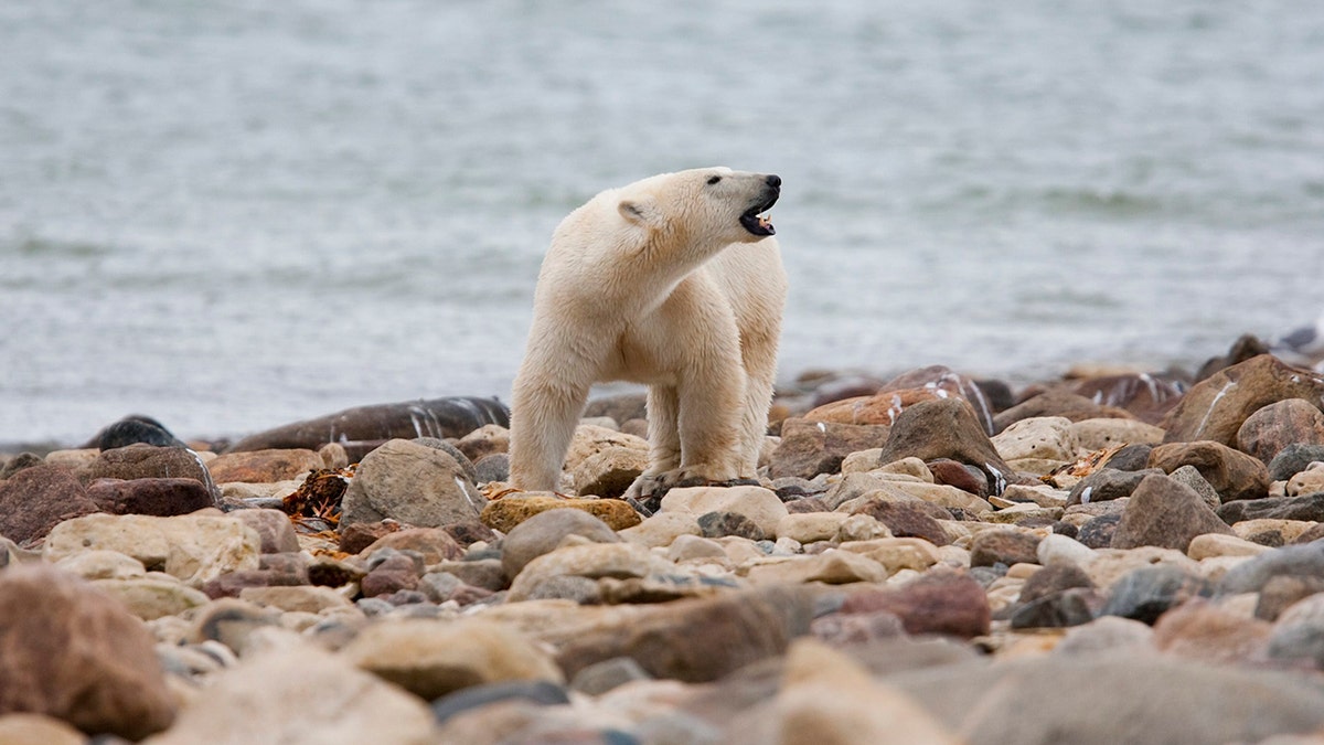 A polar bear on land