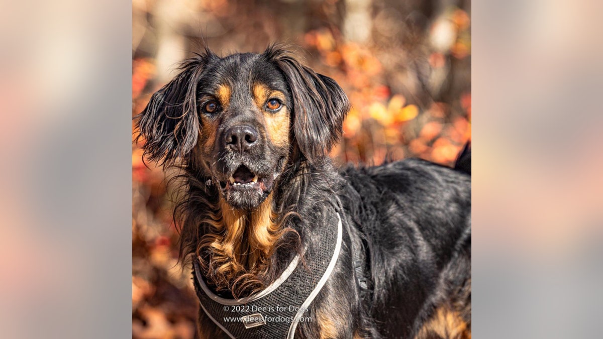 spaniel mix arf adoption